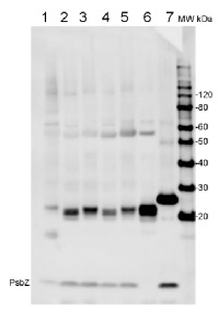PsbZ | ycf9 protein of PSII in the group Antibodies Plant/Algal / Photosynthesis / PSII (Photosystem II) at Agrisera AB (Antibodies for research) (AS06 115)